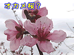 オカメ桜ピンク色