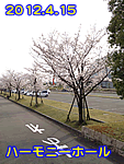 ハーモニーホール福井の桜　2012.4.15